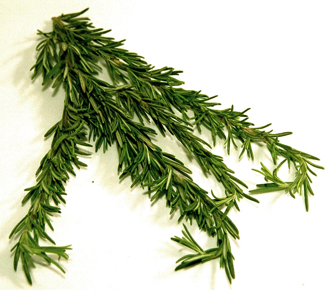 Rosemary